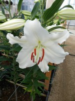 [4255 Avventura No02.JPG]